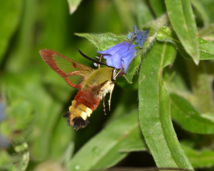 Hemaris (Hemaris) fuciformis